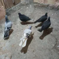 کبوتر کفتر..|پرنده|سبزوار, گلشن|دیوار