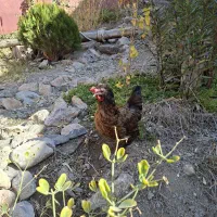 مرغ وخروس|حیوانات مزرعه|باغ بهادران, |دیوار