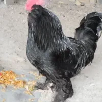 خروس مرندی اصل