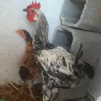 یک عدد خروس ویک عدمرغ