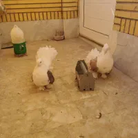 کبوتر چتری دوکت|پرنده|قم, بکایی|دیوار