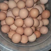 تخم مرغ بومی گلپایگانی|خوردنی و آشامیدنی|اصفهان, شیخ طوسی|دیوار