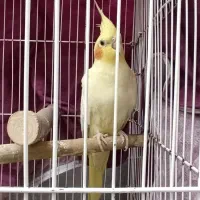 عروس هلندی|پرنده|همدان, |دیوار