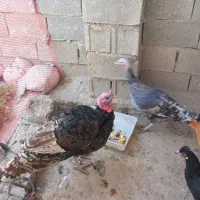 فروش بوقلمون