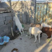 بز سانن و آلپاین در فریمان|حیوانات مزرعه|فریمان, |دیوار