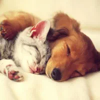 اصلاح و آموزش اصلاح حیوانات|لوازم جانبی حیوانات|کرج, عظیمیه|دیوار