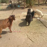 ده عدد کهره نر