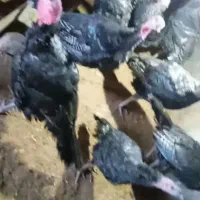 بوقلمون|حیوانات مزرعه|تربت جام, شهرک آزادگان|دیوار