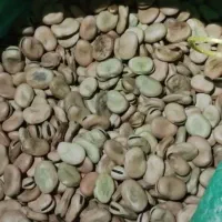 باقالی بذری درشت