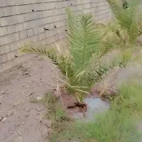 زمین برای فروش