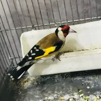 جوجه سهره رسمی پایزه|پرنده|پاکدشت, پاکدشت (مامازند)|دیوار