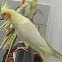 سخنگو وآماده