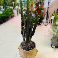 فروش گلهای آپارتمانی و مشاوره گیاه پزشکی|گل و گیاه طبیعی|پردیس, فاز ۴|دیوار