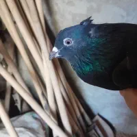 کبوتر اشعل نر|پرنده|کارون, |دیوار