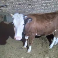 گوساله سیمینتال قرمز اصل