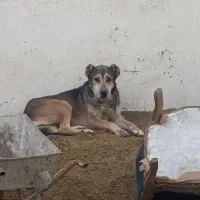 واگذاری سگ افغان