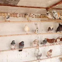 فروش کفتر.روبرآ.