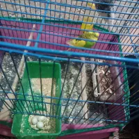 مرغ عشق با تخم|پرنده|تهران, نعمتآباد|دیوار