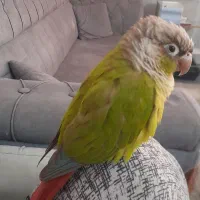 پرنده گمشده (گرینچیک)|حیوانات|بهارستان, |دیوار