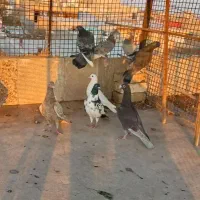 کبوتر هفت رنگ|پرنده|اقبالیه, |دیوار