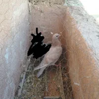 جوجه سار|پرنده|تربتحیدریه, شهرک ولیعصر|دیوار