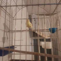 قناری نر زرد کاکولی