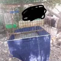 قفس مرغ عشق و فنچ