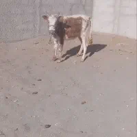 گوساله ماده