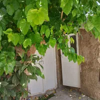 فروش خانه ویلایی ۸۰متری سعدی برآفتاب هشت متری دوم|فروش خانه و ویلا|شیراز, سعدیه شمالی|دیوار