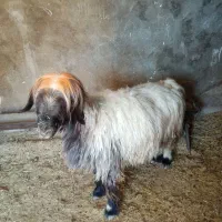 فروش یک راس میش ابستن