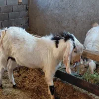 چبش پاکستانی درجه یک قیمت کیلو ۳۱۰|حیوانات مزرعه|گناباد, |دیوار