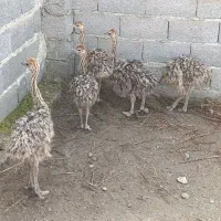 جوجه شترمرغ|حیوانات مزرعه|لاهیجان, طالقانی|دیوار