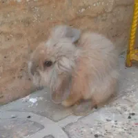 فروش خرگوش لپ