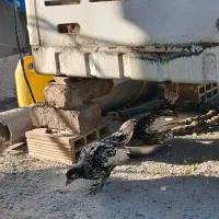 مرغ و خروس سیبرایت|حیوانات مزرعه|ملایر, |دیوار