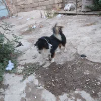 سگ اشپیتز|سگ|جونقان, |دیوار