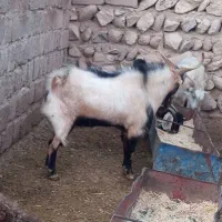 یه ساوین یه خلط یه ساله قیمت توافقی