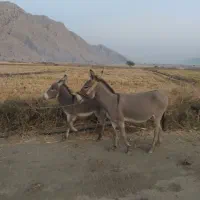 خر ماده دوتا