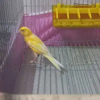 جوجه قناری نر