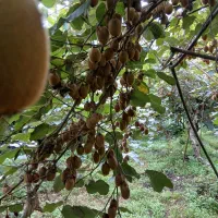 فروش عمده کیوی|عمدهفروشی|لاهیجان, لیل|دیوار