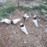 5عدطوقی 3تاس نر چپ نر