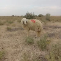 دوتا بره نر با یه ماده|حیوانات مزرعه|بندر ماهشهر, |دیوار