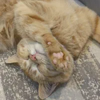 گربه