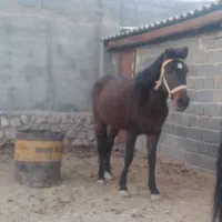 فروش اسب