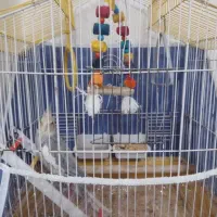 فروش عروس هلندی