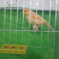 بزرگترین مجموعه قناریهای لوکس|پرنده|بهبهان, |دیوار