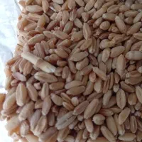 گندم ریژاو دیم