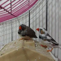 فنچ نر