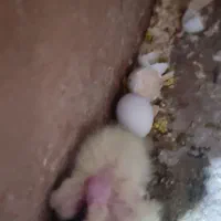 مولد عروس هلندی