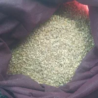 گندم|عمده‌فروشی|دشتابی, |دیوار
