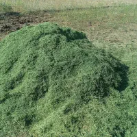 یونجه درجه یک